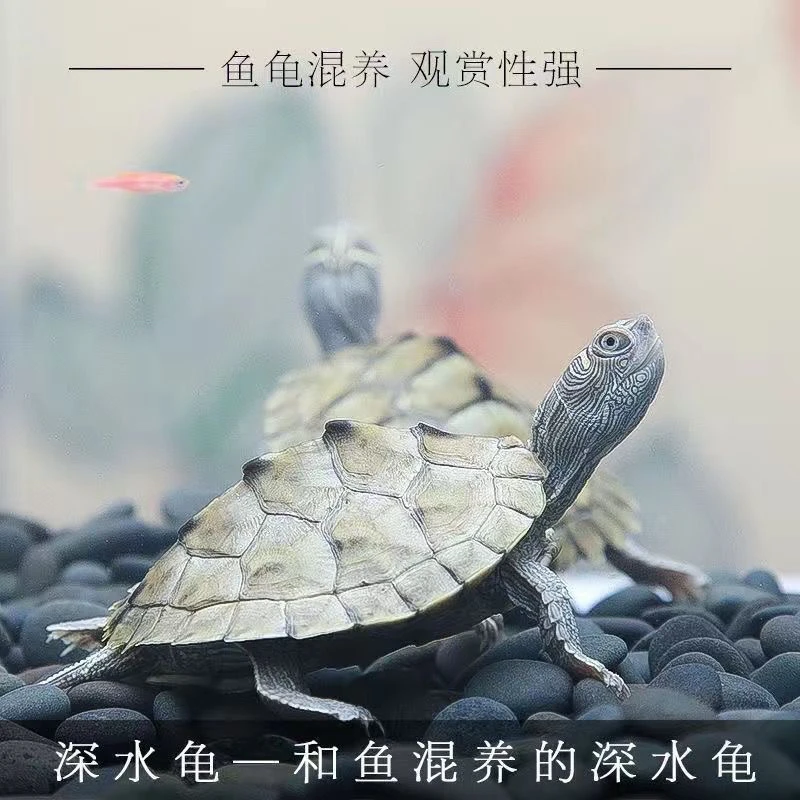 地图龟深水鱼缸混养小乌龟黑瘤活物水龟地图龟观赏龟苗宠物招财龟