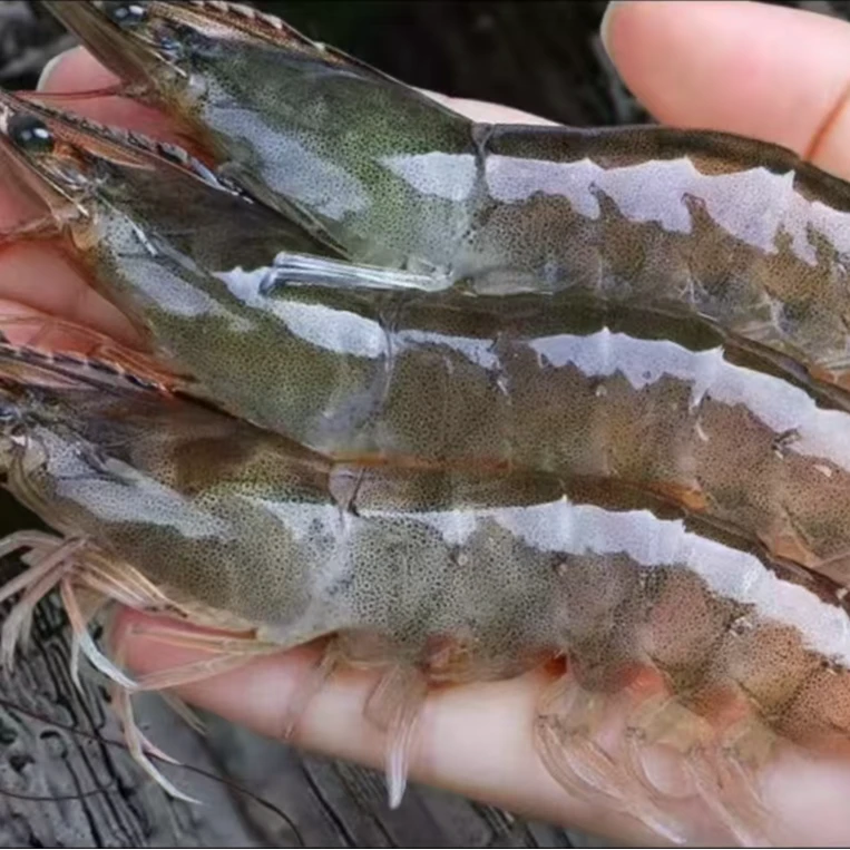 新鲜速冻盐水大虾