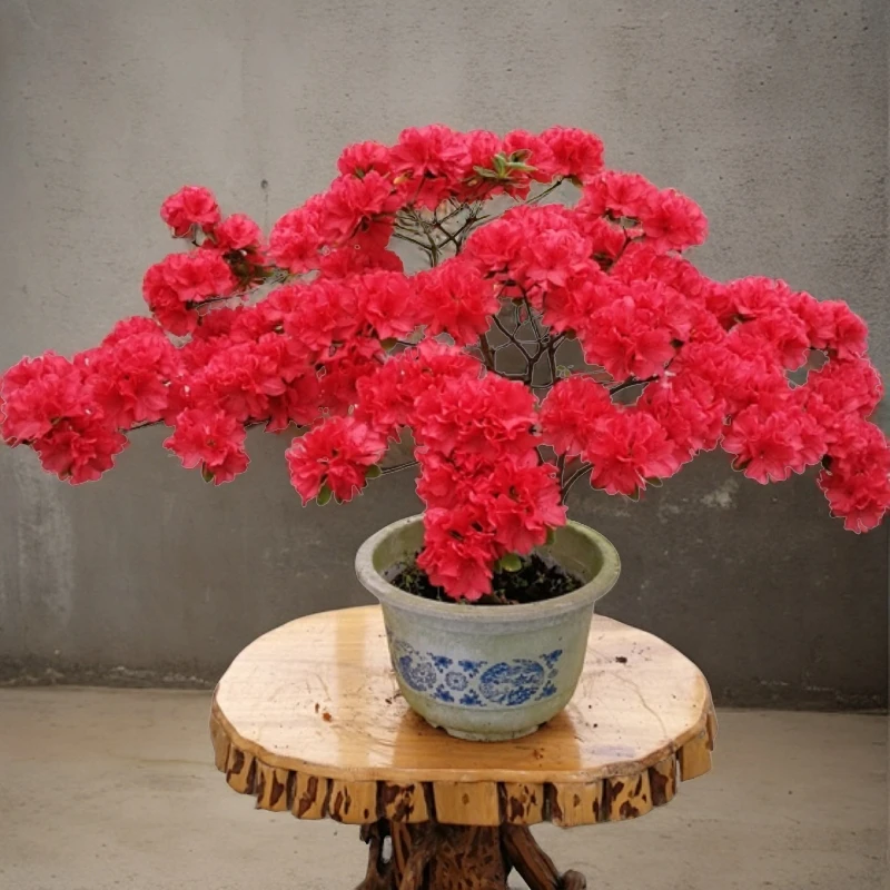 裕华杜鹃裕华杜鹃【珊瑚红牡丹 】杜鹃花 6-9