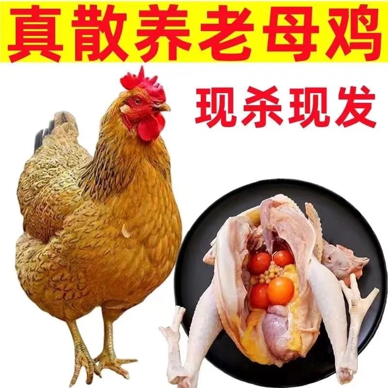 2只老母鸡直播间现场称重苏北散养老母鸡活3斤左右