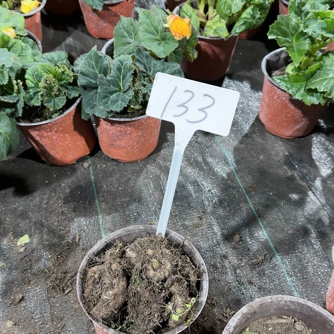 夫妻海棠种球系列133