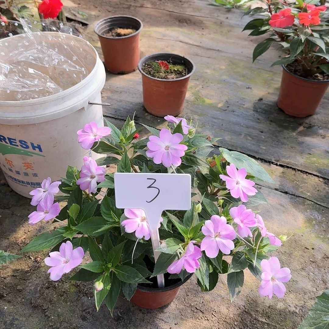 超级凤仙 求个植物