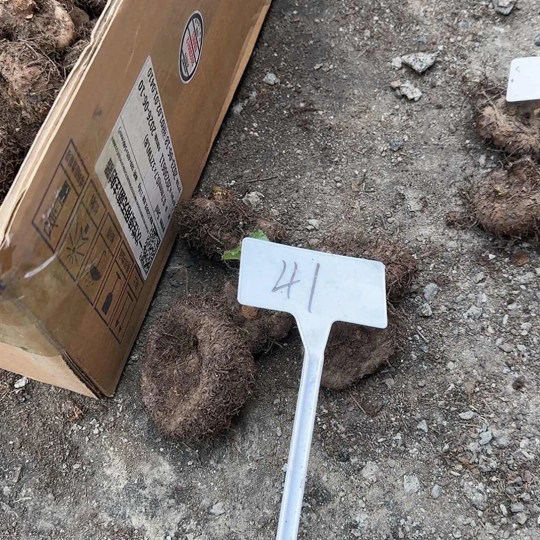 夫妻海棠 种球系列41