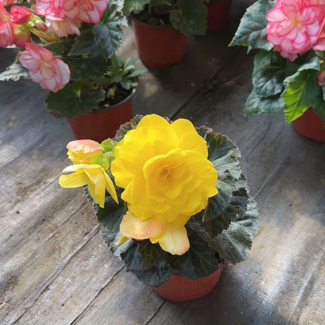 夫妻海棠无极系列黄色