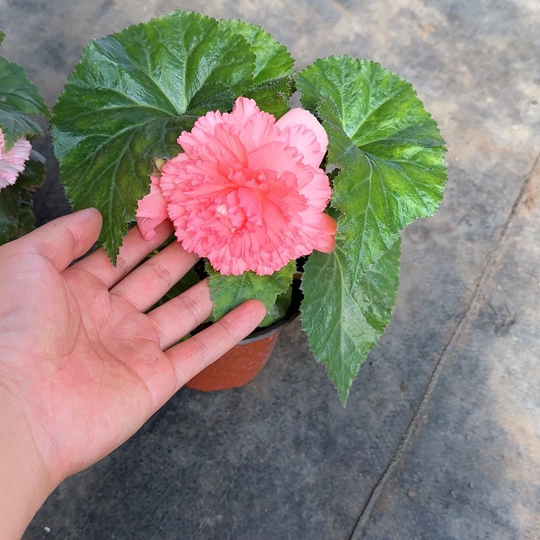 球根海棠 永恒系列