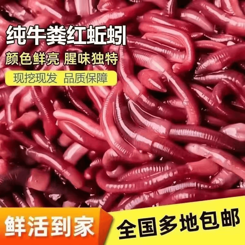 纯牛粪红蚯蚓诱鱼猛上鱼快活力强诱鱼快