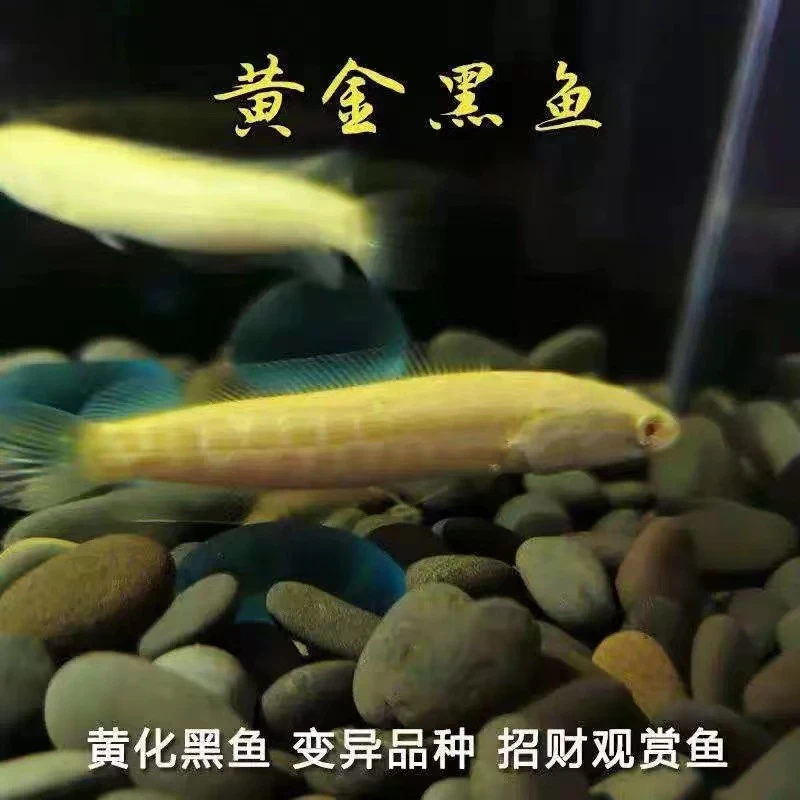 黄金雷龙黄化白化黑鱼乌鳢冷水鱼不用加温广温鱼观赏鱼类九零水族