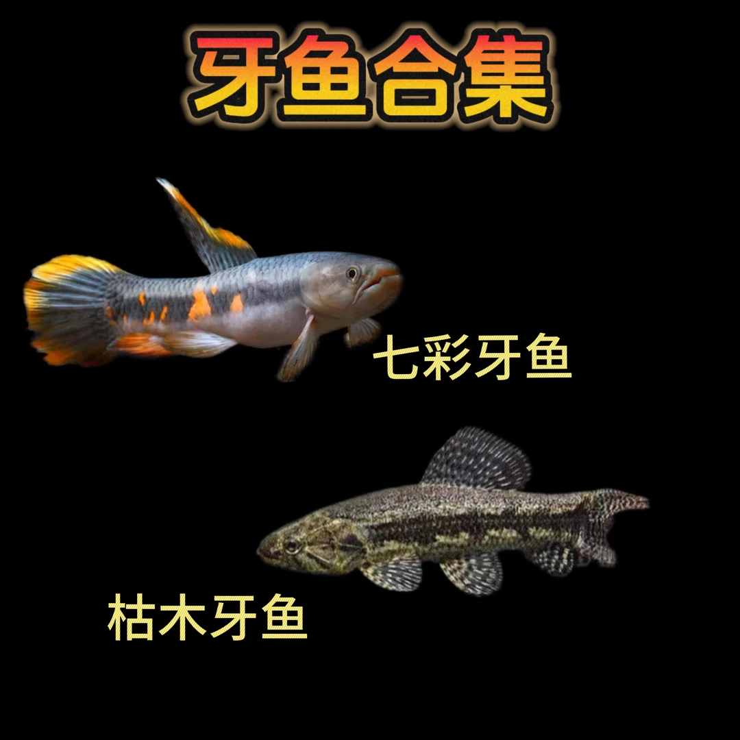 七彩牙鱼枯木牙鱼凶猛鱼热带鱼水中电钻活体