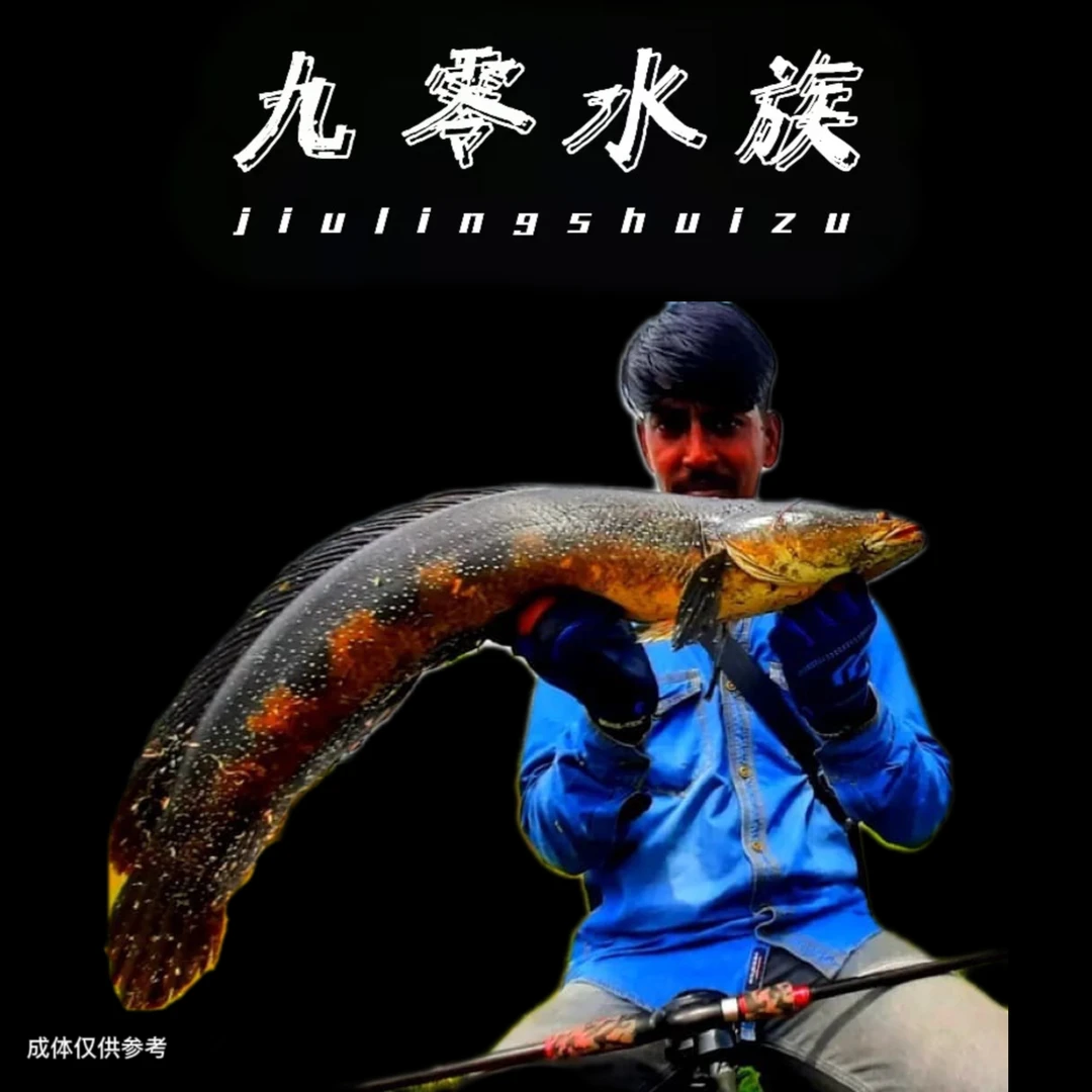 萨尔温黑魔神五点雷龙 大型雷龙 湄公河巨鱧活体热带鱼发货