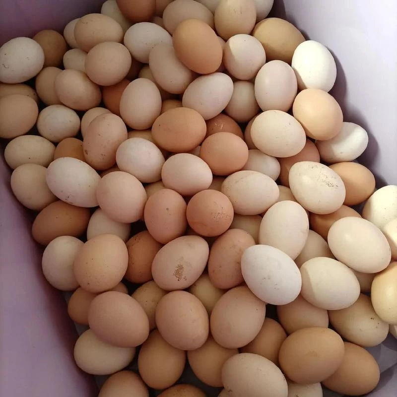 无品牌农村散养笨鸡蛋50