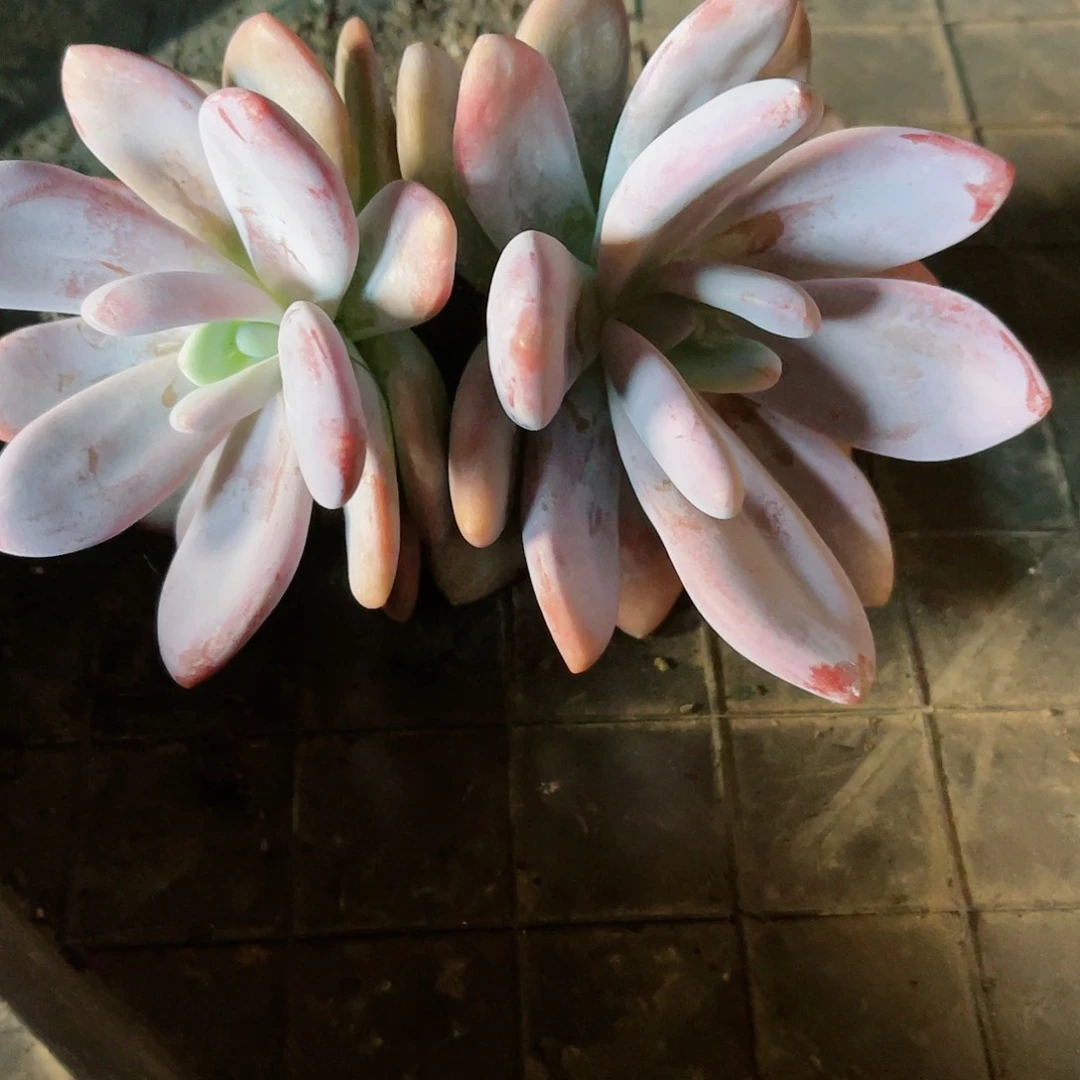 浮***&粉兔一物一拍123456