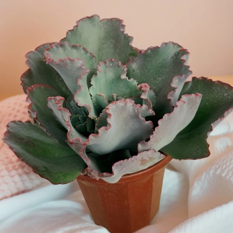 多肉包菜系 舞会红群 婚纱一件包邮