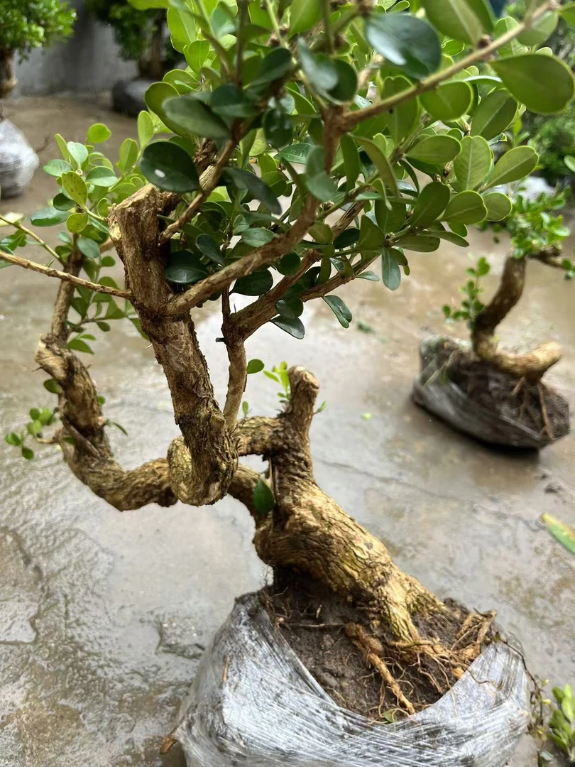 一物一拍  四大盆景之一四季长青不落叶的瓜子黄杨盆景