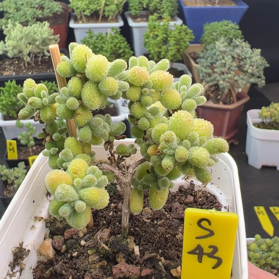 五彩冰晶带盆带土发货