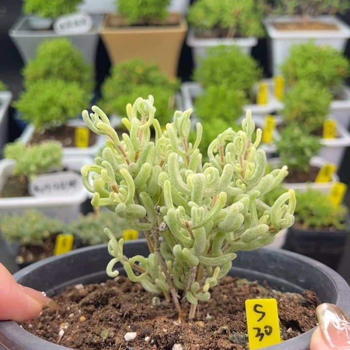 橙叶锦带盆带土发