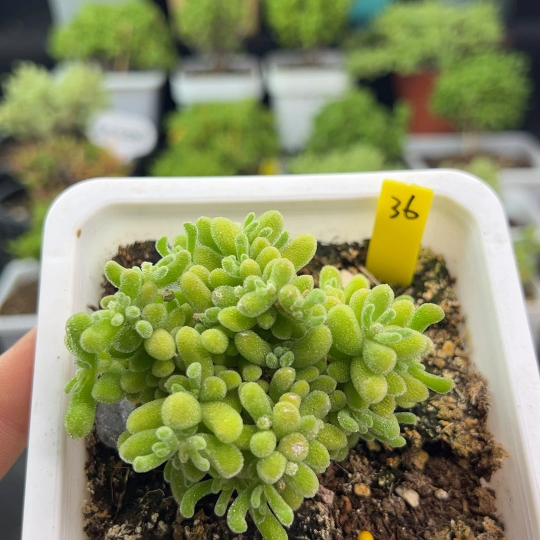 冰晶杂带盆带土发货