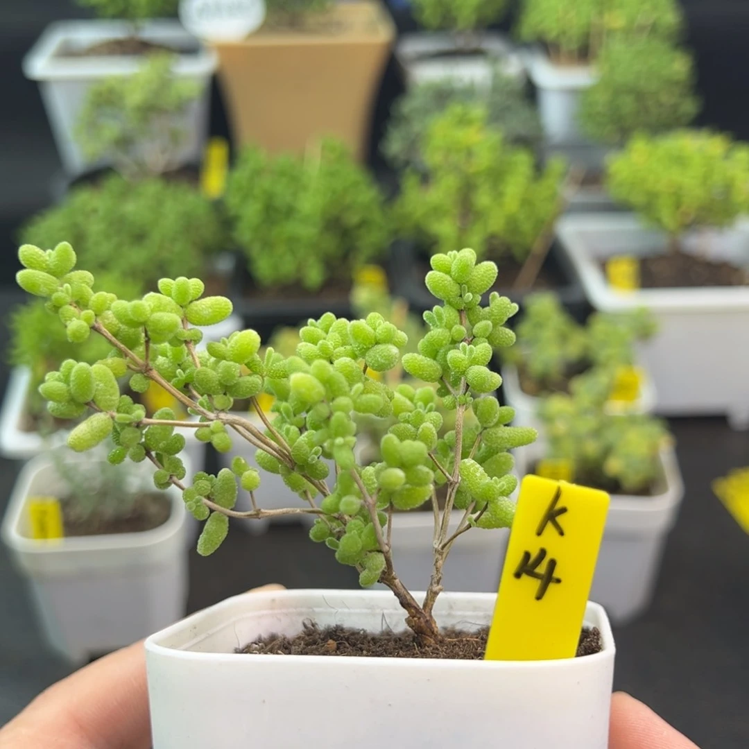 蜜橘带盆带土发货