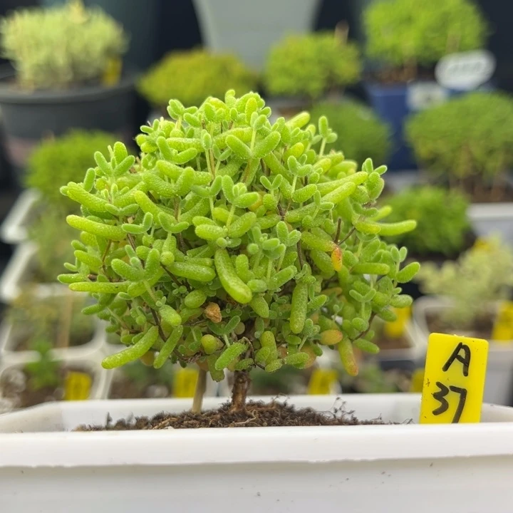 蜜橘带盆带土发货