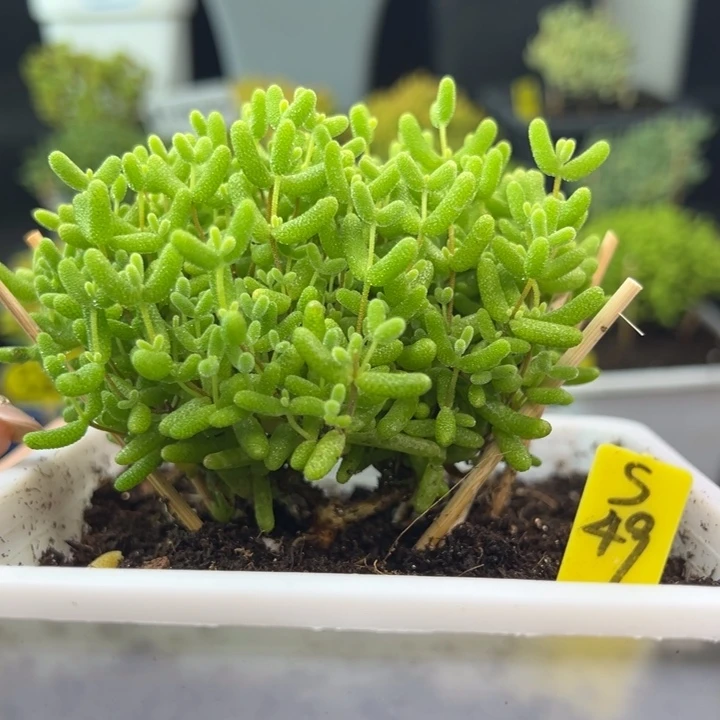 蜜橘带盆带土发货