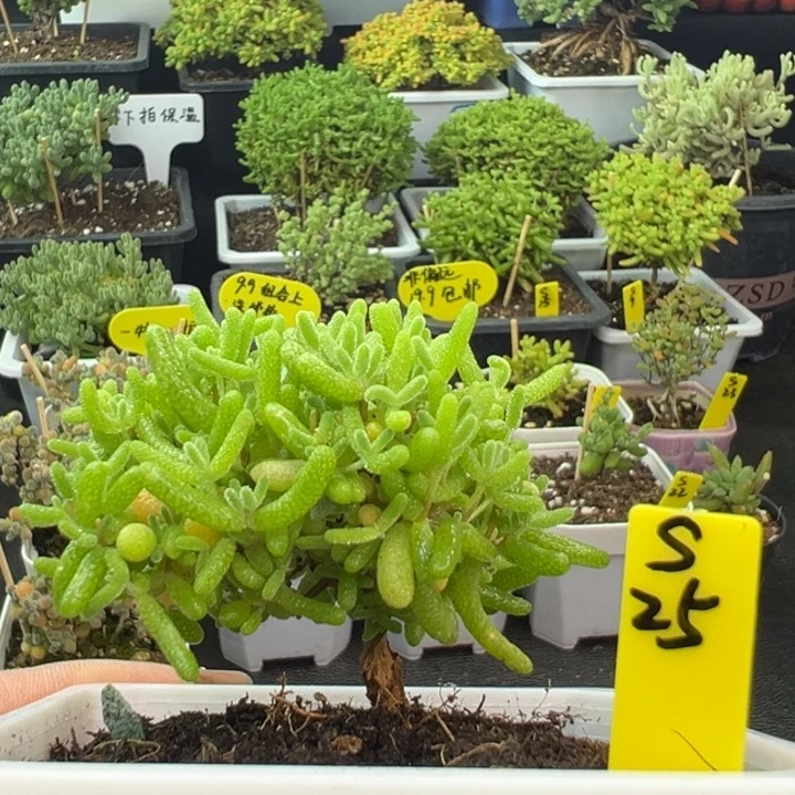 蜜橘带盆带土发货