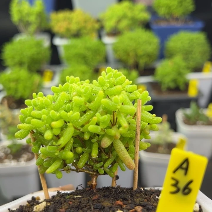 蜜橘带盆带土发货