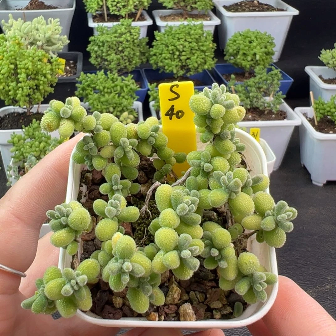 冰晶带盆带土发货