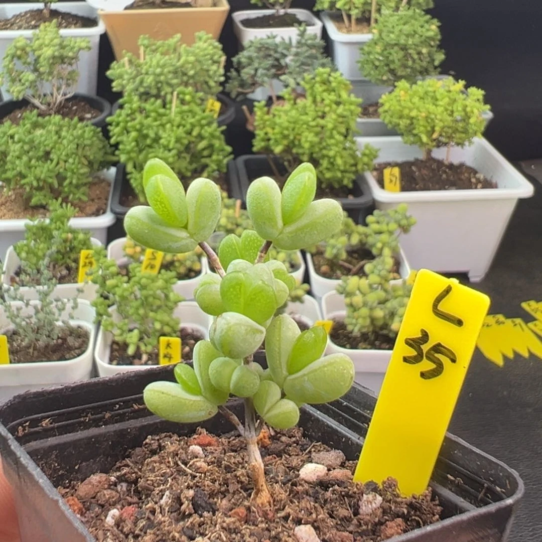 元宝带盆发土发货