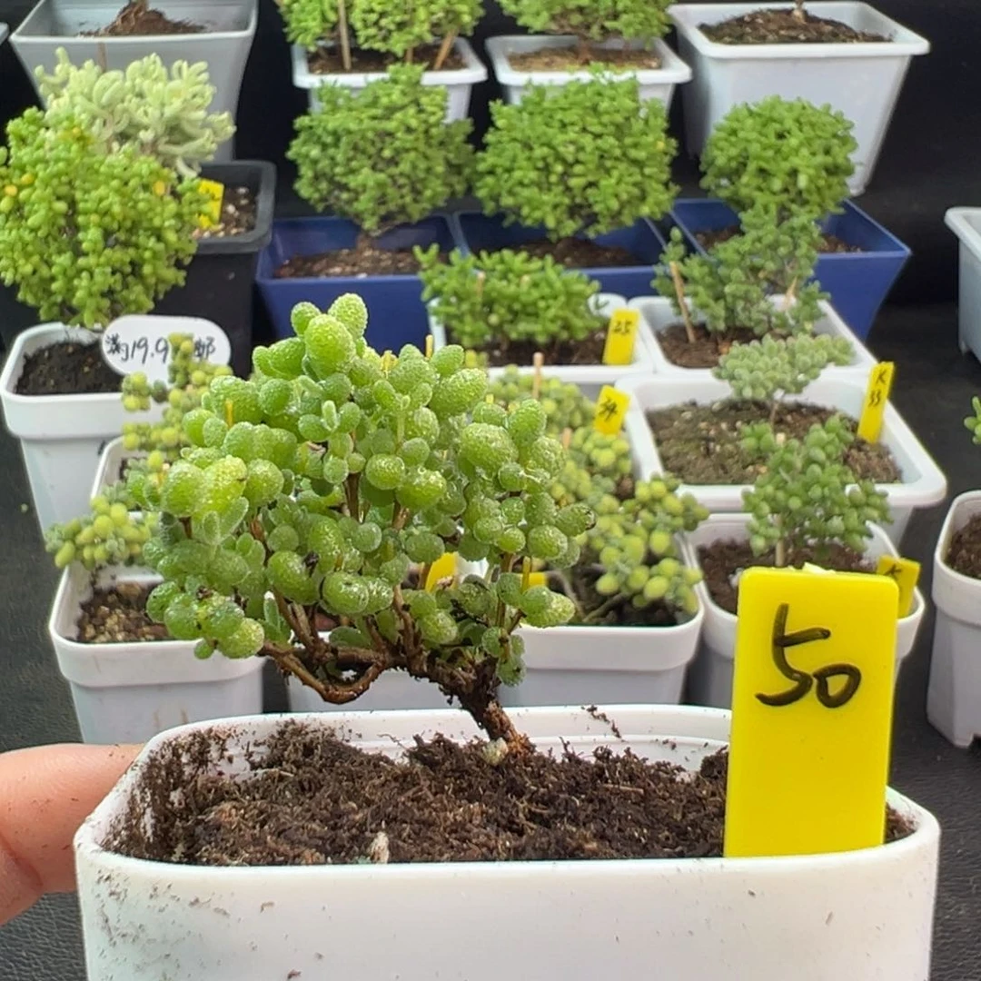 蜜橘带盆带土发货