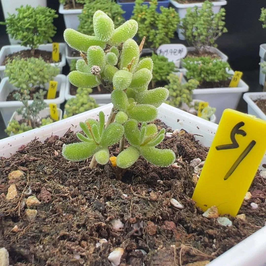 冰晶杂带盆发带土发货