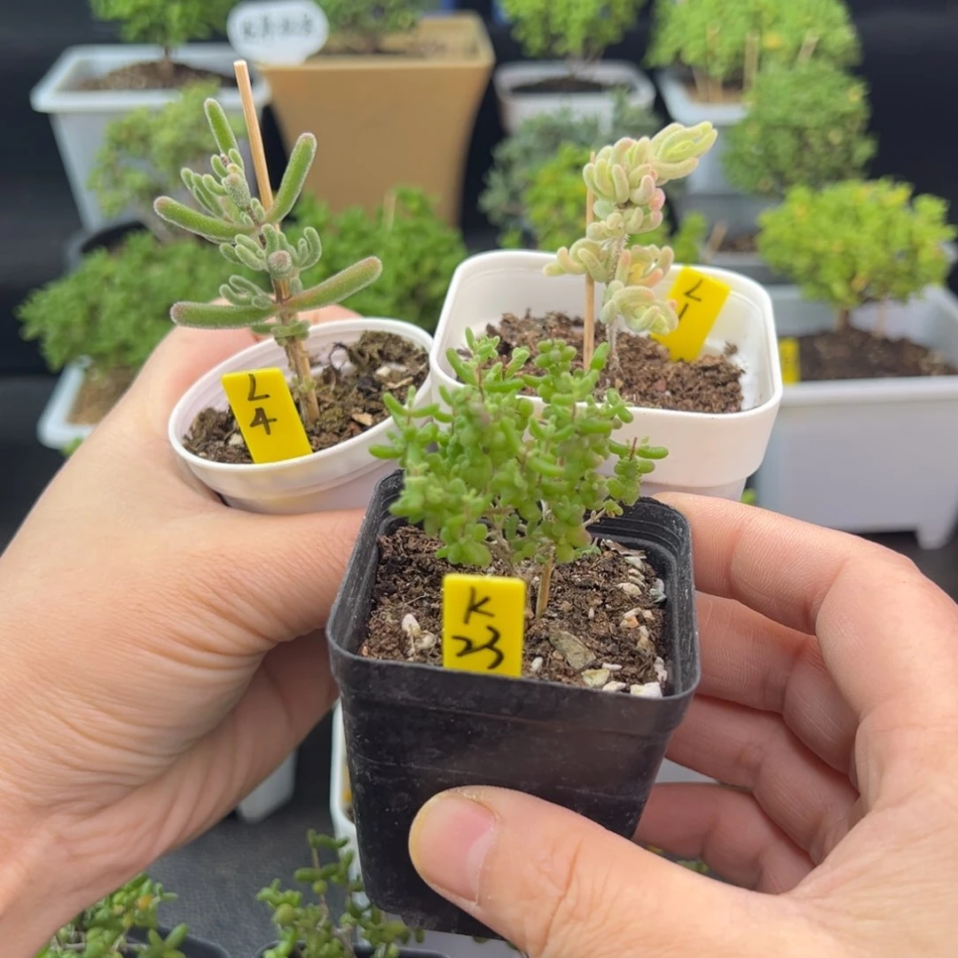 好**烂实生红叶➕橙叶锦➕小小米