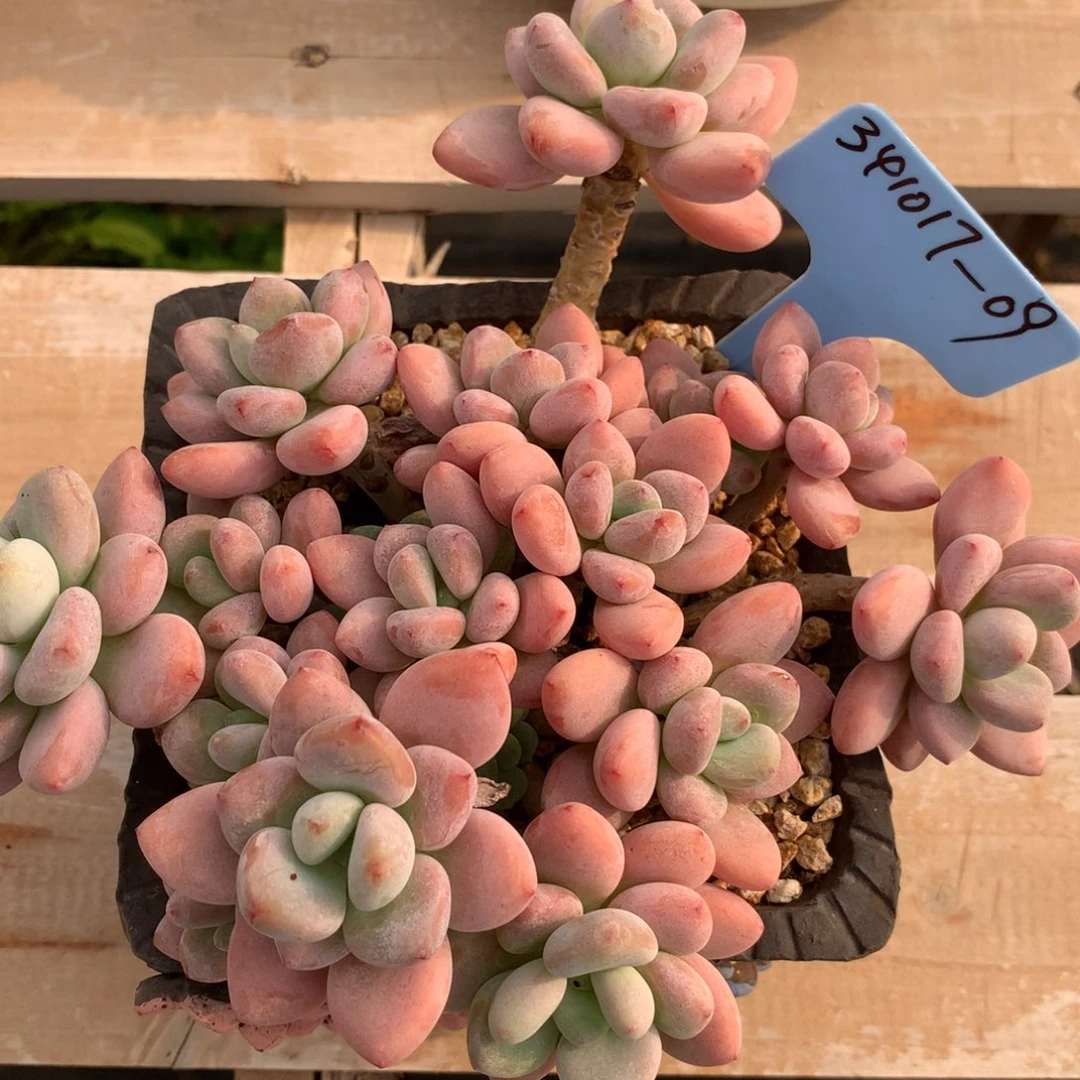 笑***.341017-09粉洛神