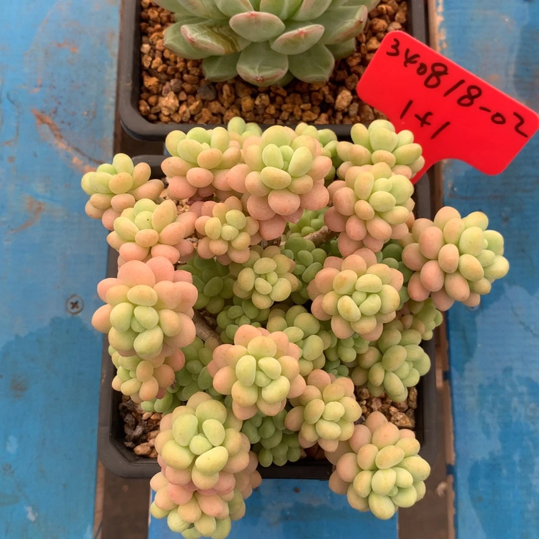 好**择340818-02洛可可雪花
