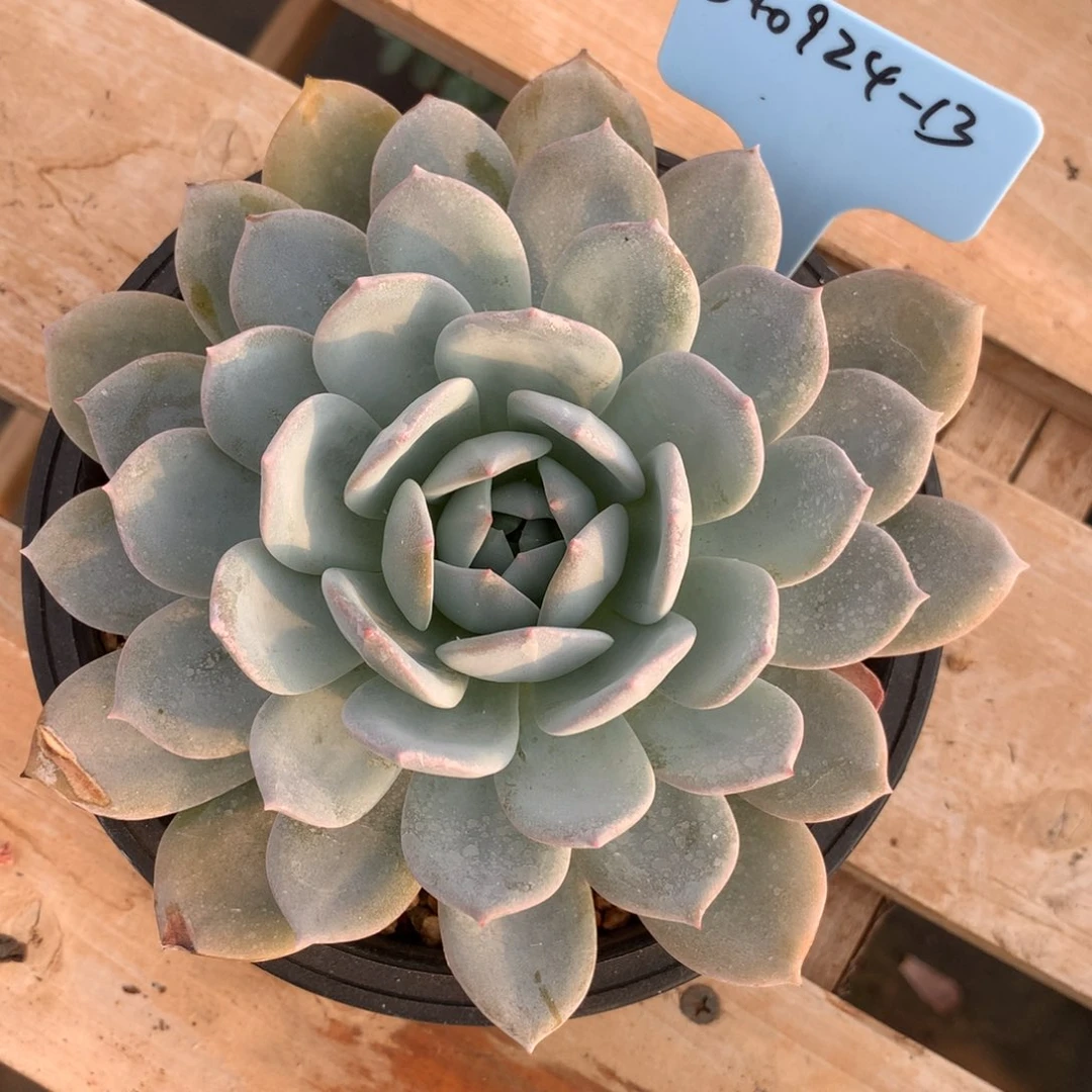 小****340924-13白茶