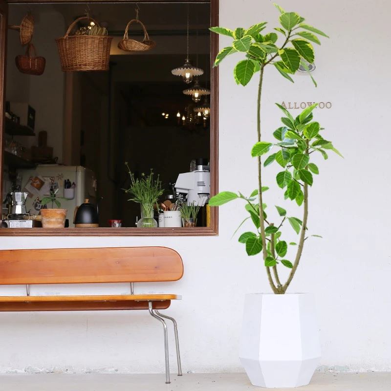 黄金榕 高山榕 造型盆栽室内北欧网红大兴绿植吸甲醛净化空气四季