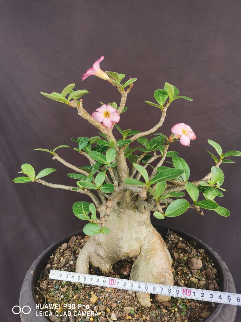 泰国进口沙漠玫瑰 老索科