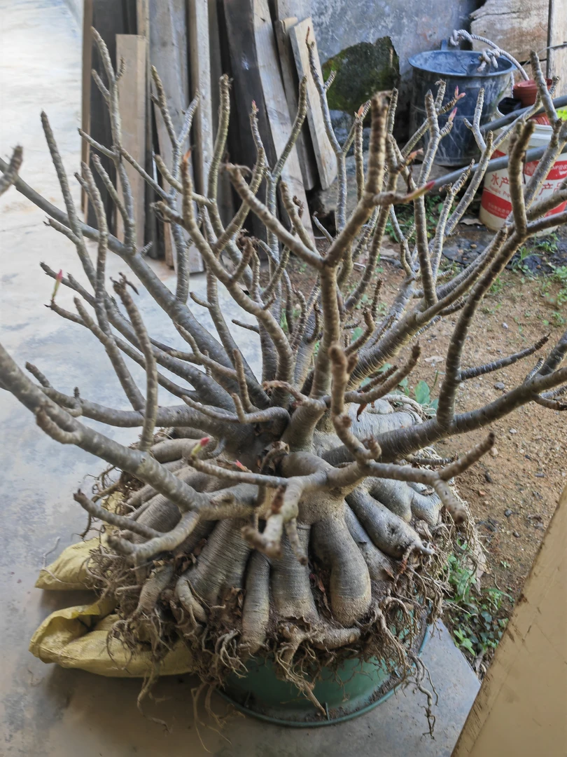 泰国进口沙漠玫瑰索科八爪