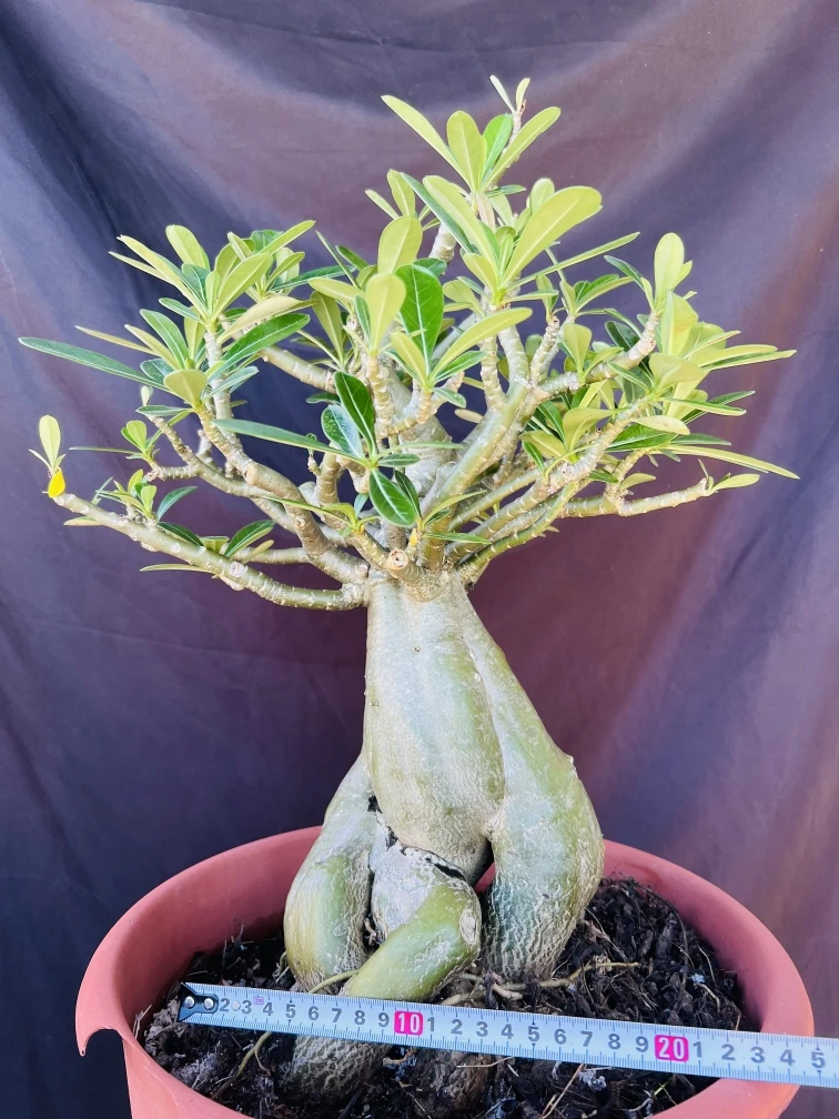 进口泰沙 索马利亚怪根原生盆景老桩 单瓣粉色或者红花