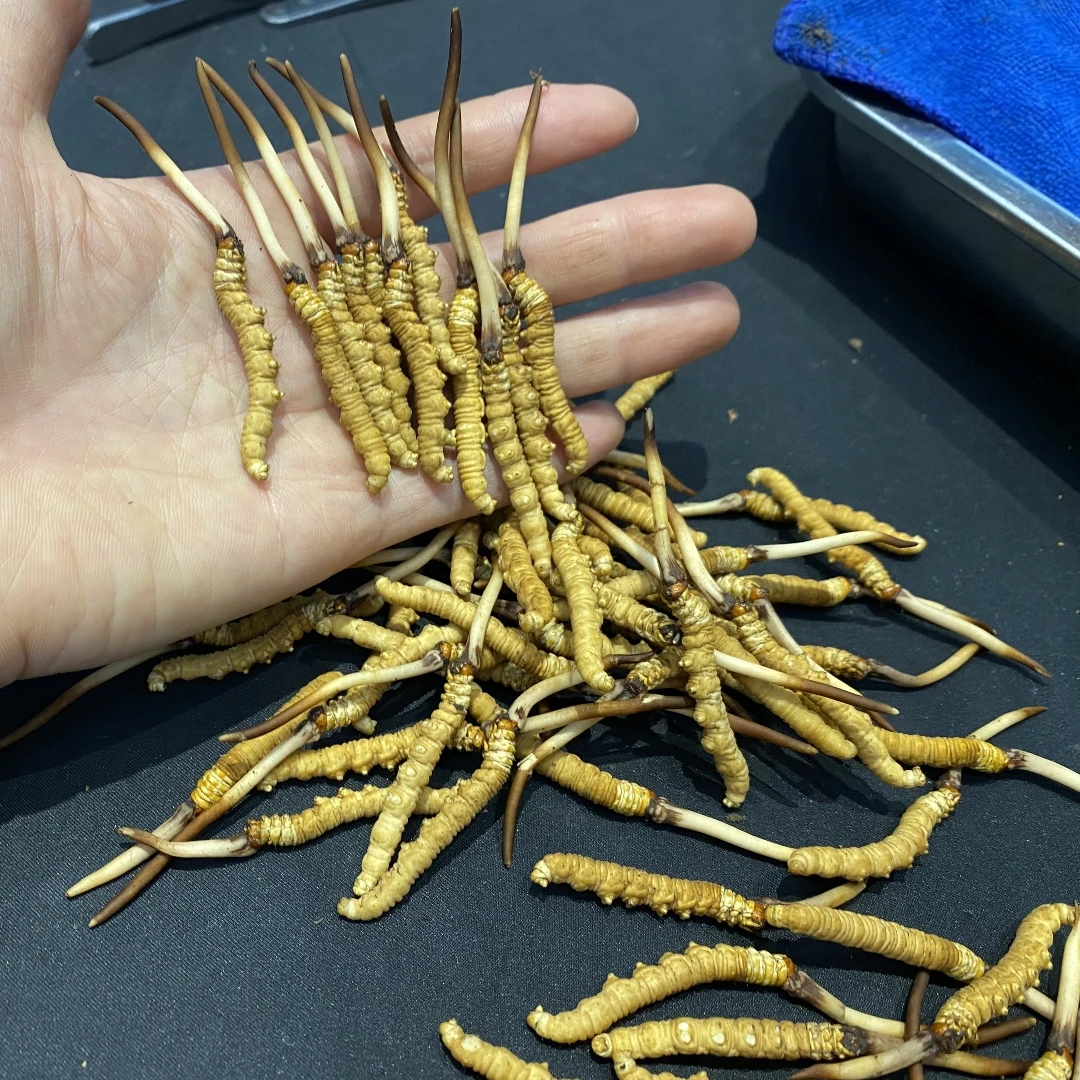 西藏林芝小草0.3~0.5干刷直播间所见即所得鲜草