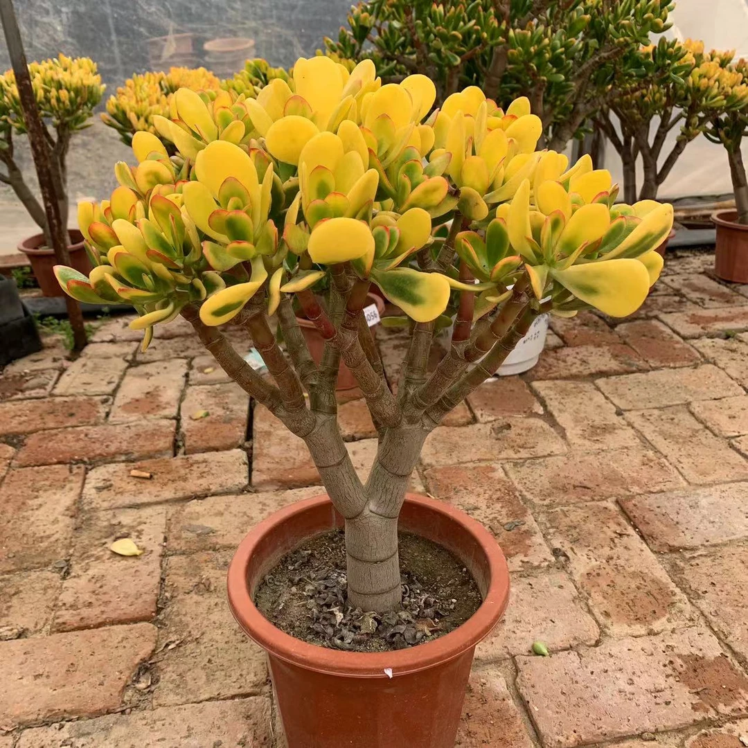 【盆栽控养】老庄玉树多肉一物一拍201--399