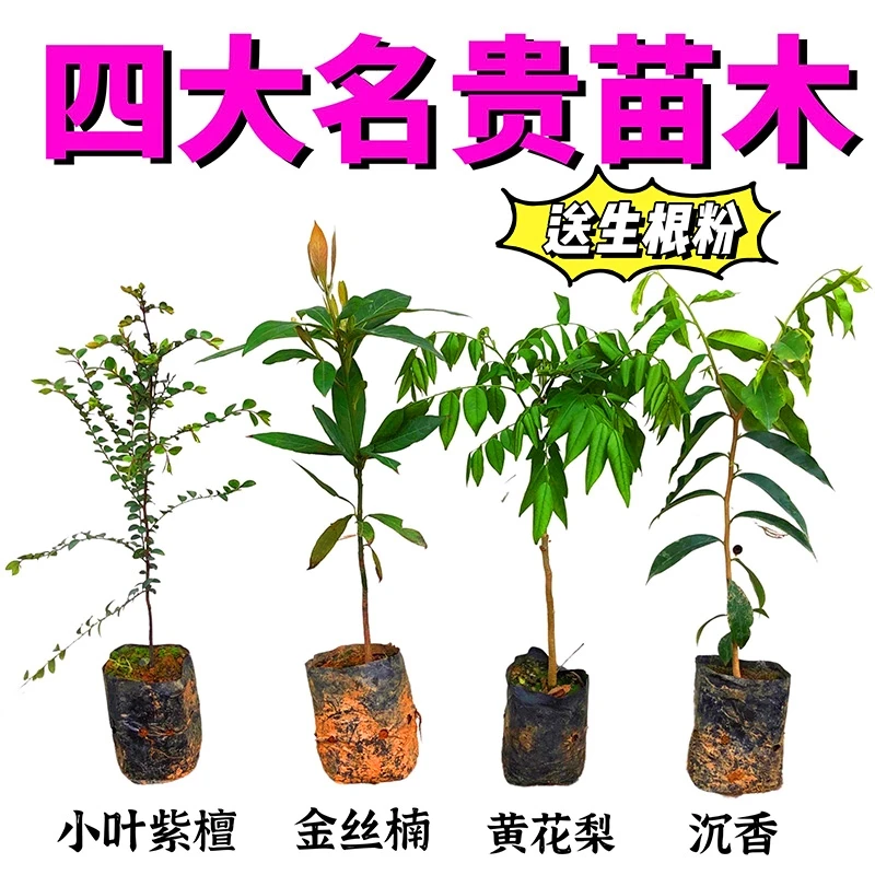 金丝楠木树苗沉香树苗小叶紫檀树海南黄花梨名贵苗木奇楠沉香大树