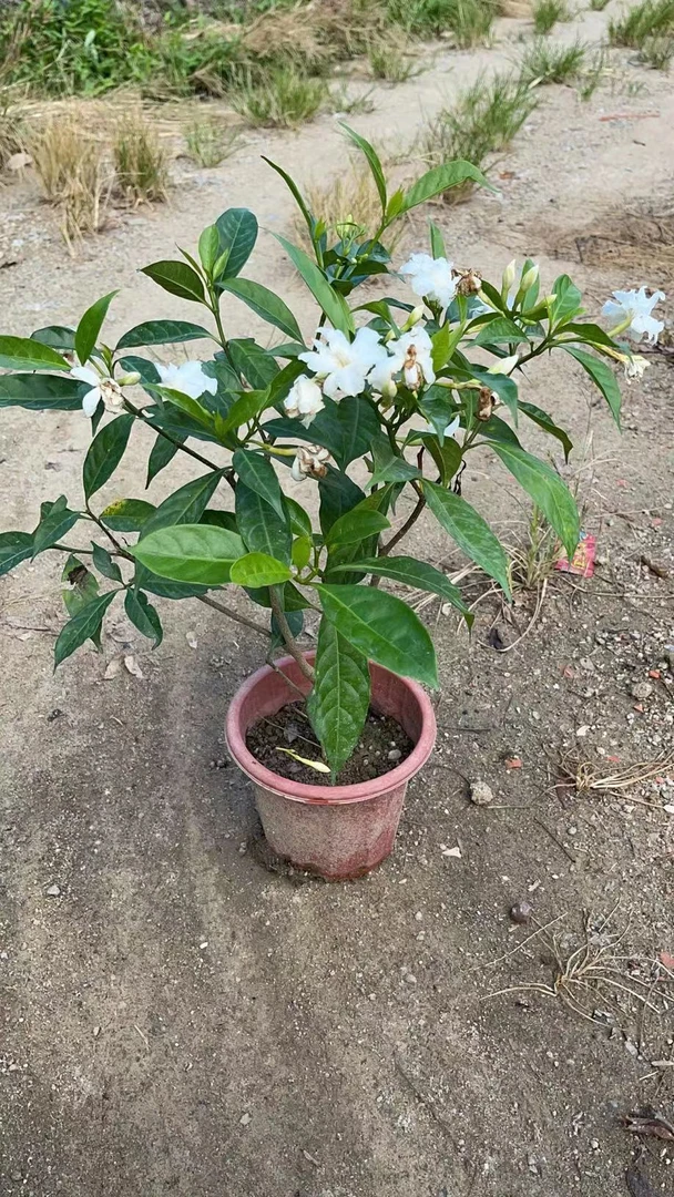 狗牙花 水晶茉莉 丁香茉莉花 四季开花植物花卉 庭院绿植阳台盆栽