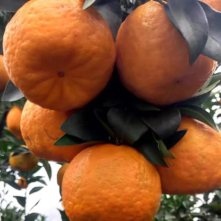 四川晚熟碰柑芦柑新鲜采摘精品橘子9斤