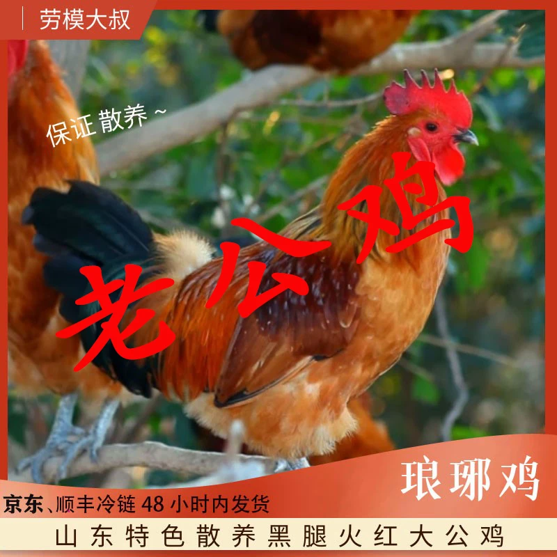 劳模大叔 老公鸡 琅琊公鸡 散养一年,单只净重2.7-3.5斤