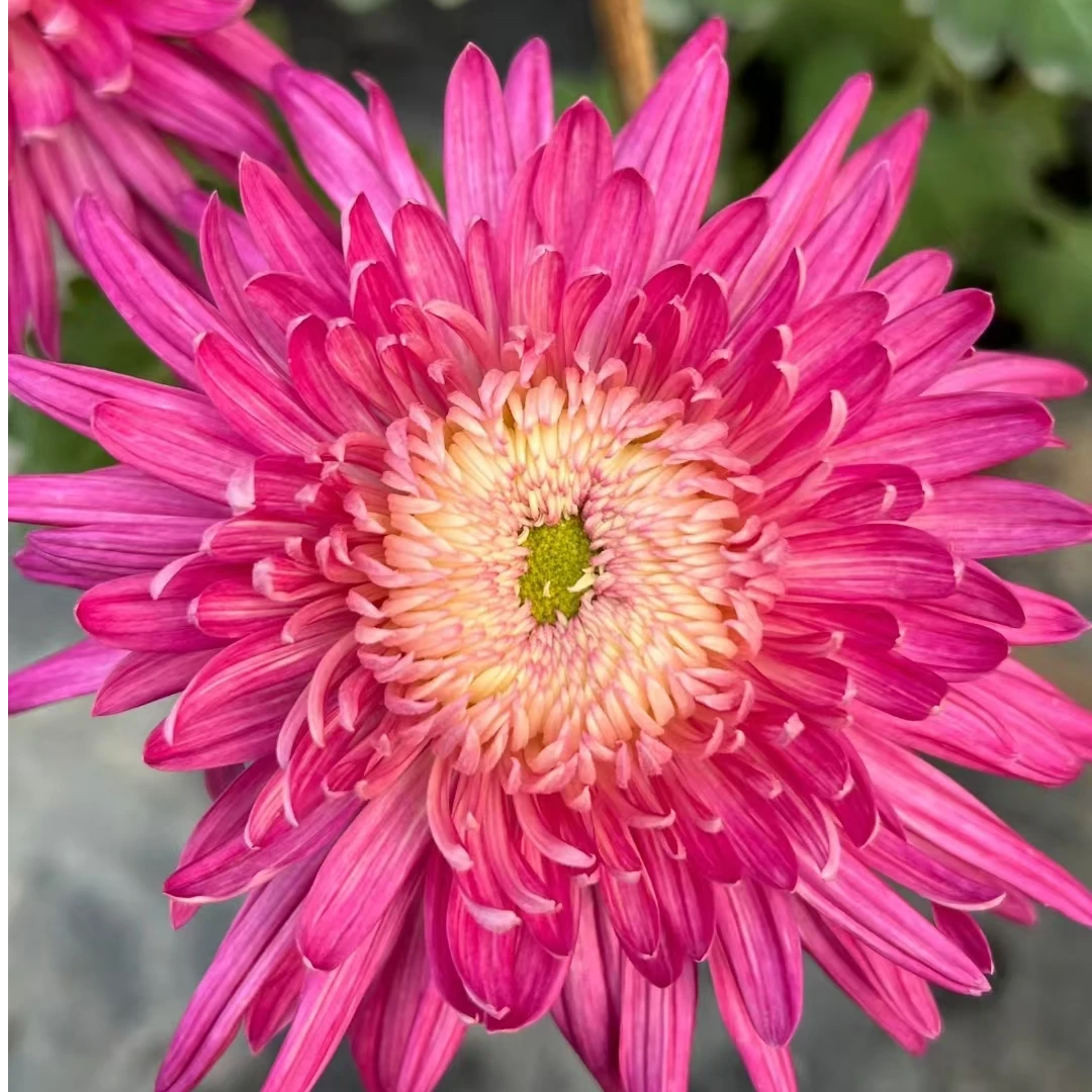 独头菊[恒水桃花]盆栽菊花大苗室内阳台花卉好养