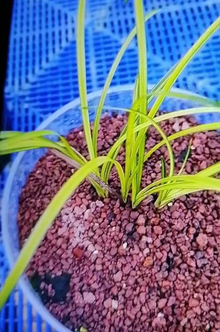 兰花欣航直播间（一物一拍，链接没拍扣，请勿拍扣花图）