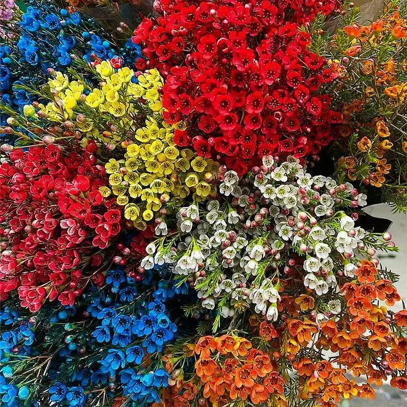 【买一送一】共600g澳洲腊梅鲜花花束直播现卖鲜切摆件云南基地直发