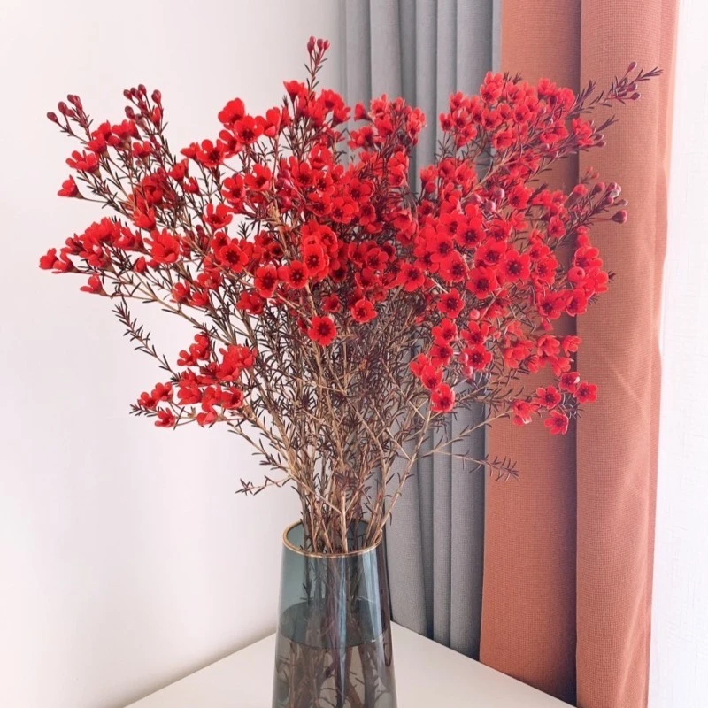 澳洲腊梅鲜花云南基地直发过年宵鲜切花水养培植物室内花卉