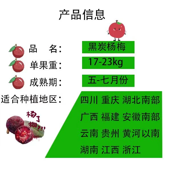 杨梅树苗发货苗柿子苗枣子苗李子直播间一物一拍优质日本葡萄树苗