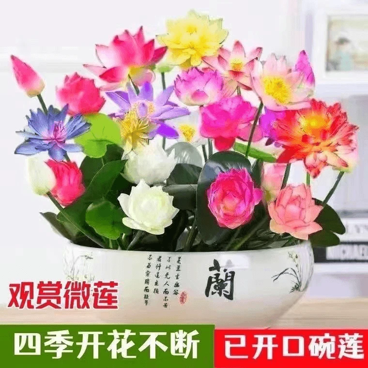 【9.9五包混色】莲花碗莲种四季开花水培水养绿植睡莲荷花无土盆栽