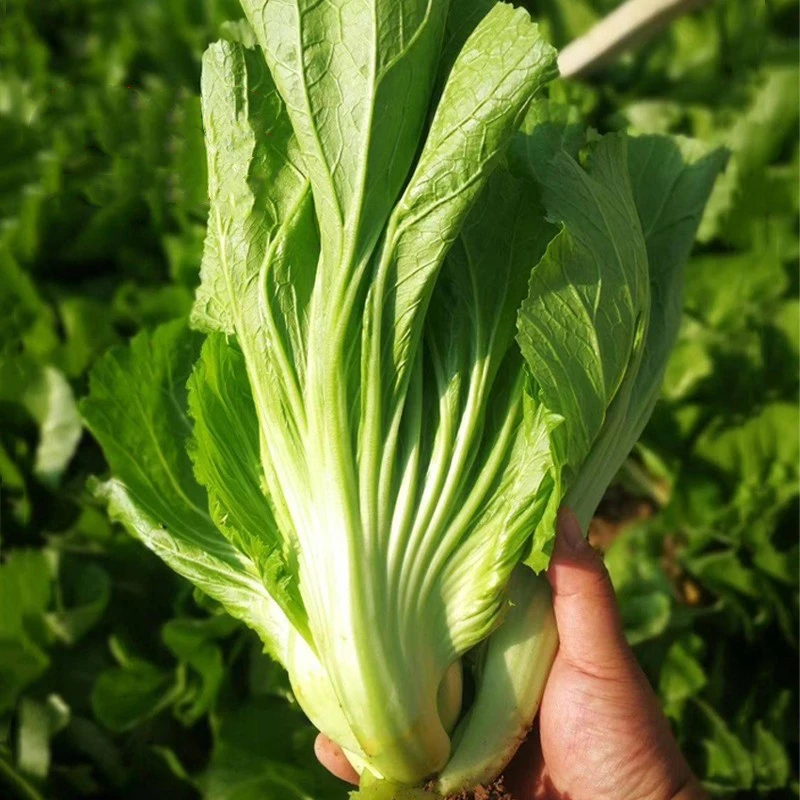 【满五包包邮】包心芥菜种籽大叶脆嫩钙菜种孑腌制酸菜泡菜春秋季